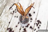 Blueberry-Glazed Eggplant Jerky: Savory Vegan Snack Recipe