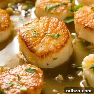 Pan Seared Scallops feature
