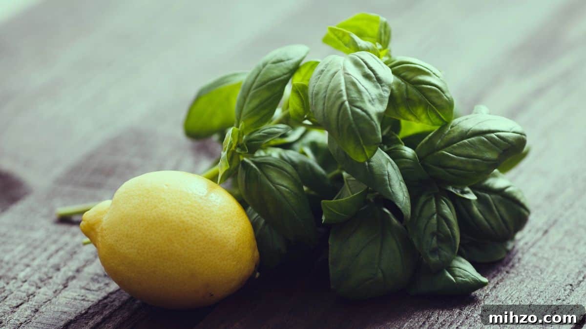 Lemon Basil