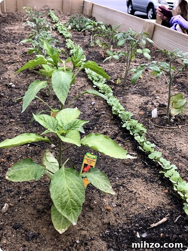 sabra garden sabra garden