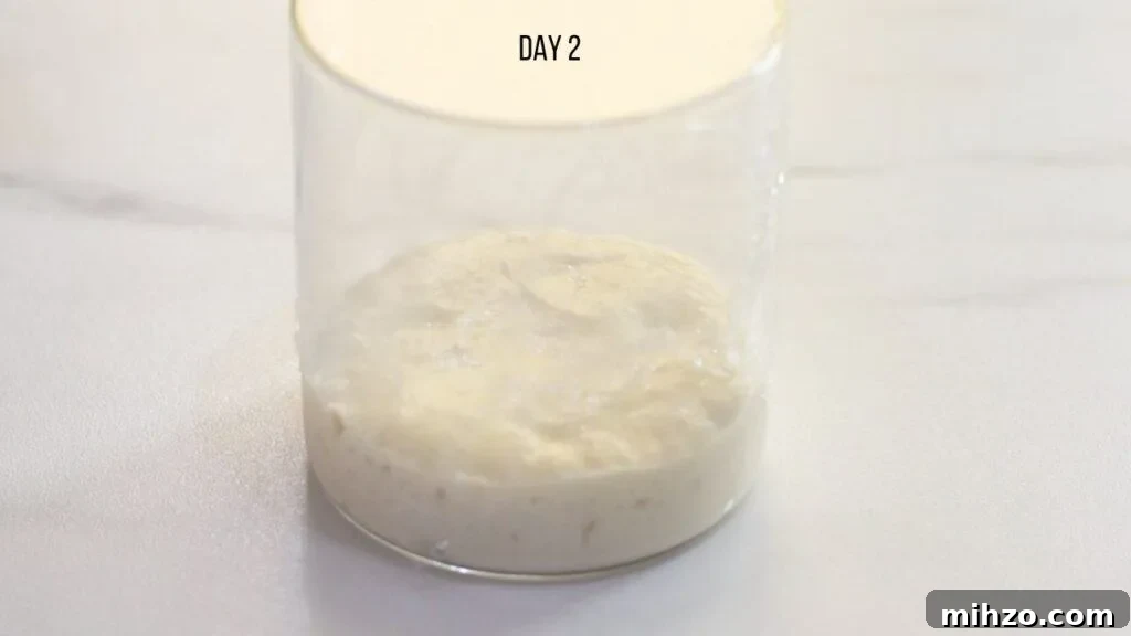 easy sourdough starter